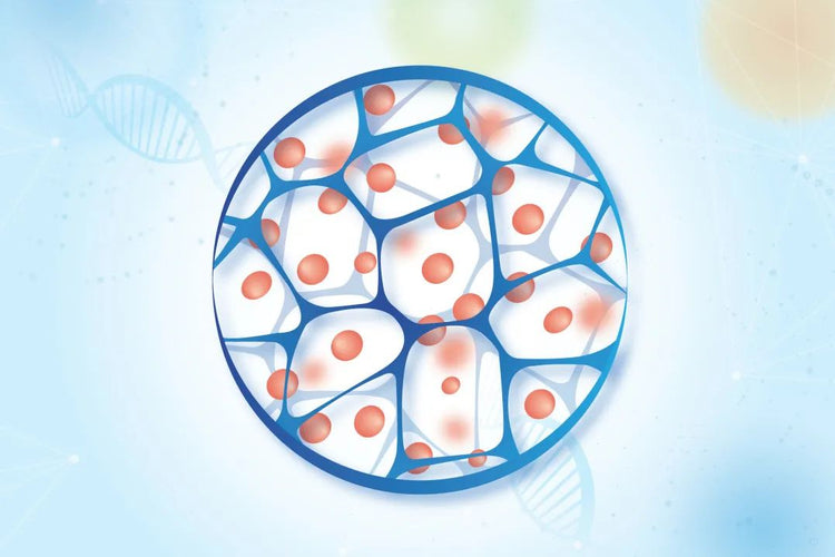 Optimizing Crosslinked Agarose Microspheres for High-Performance Protein Purification